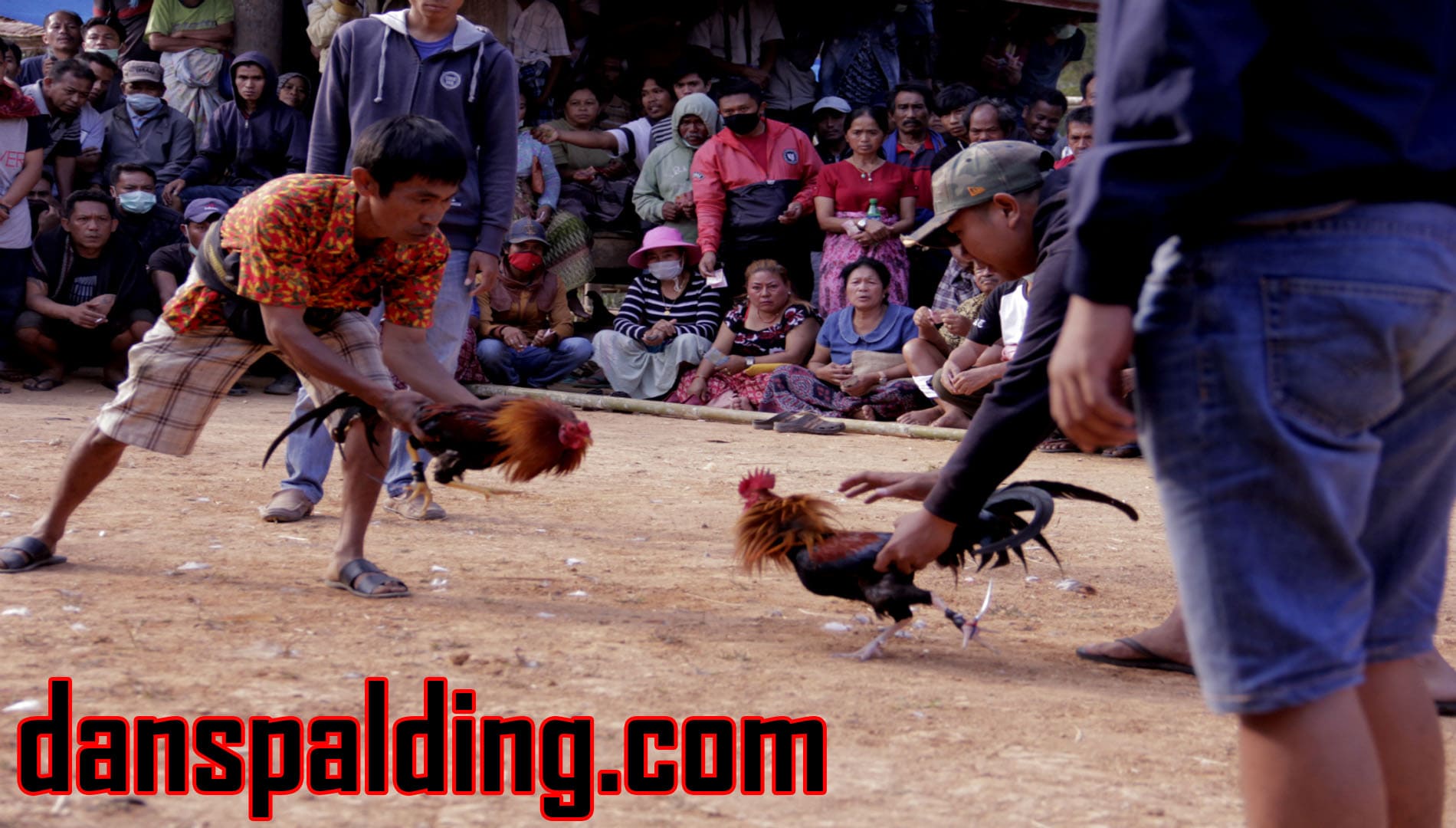 Sejarah Sabung Ayam